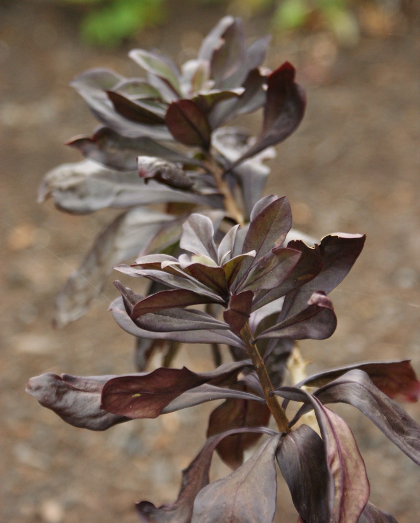 Daphne x houtteana (red) (3) Karl Gercens Flickr