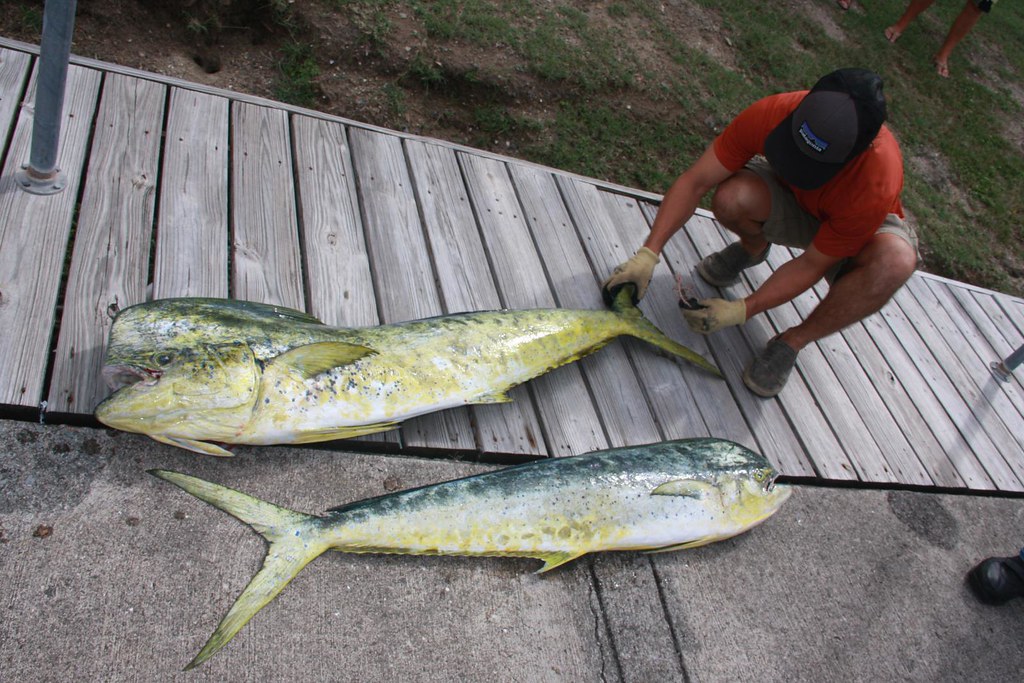 2012GoldenHookDolphinTournament Photographs by Alda Anduze… Flickr