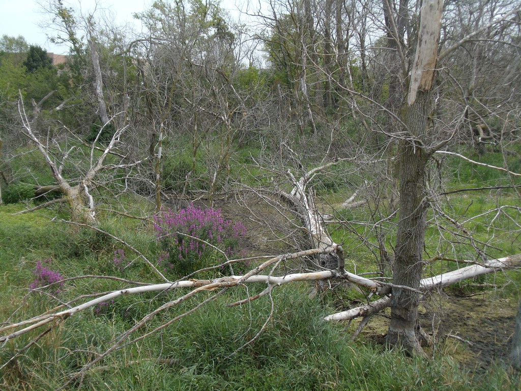 Otter Creek Walk, Elgin IL Love the purples!! LMRiedlart Flickr