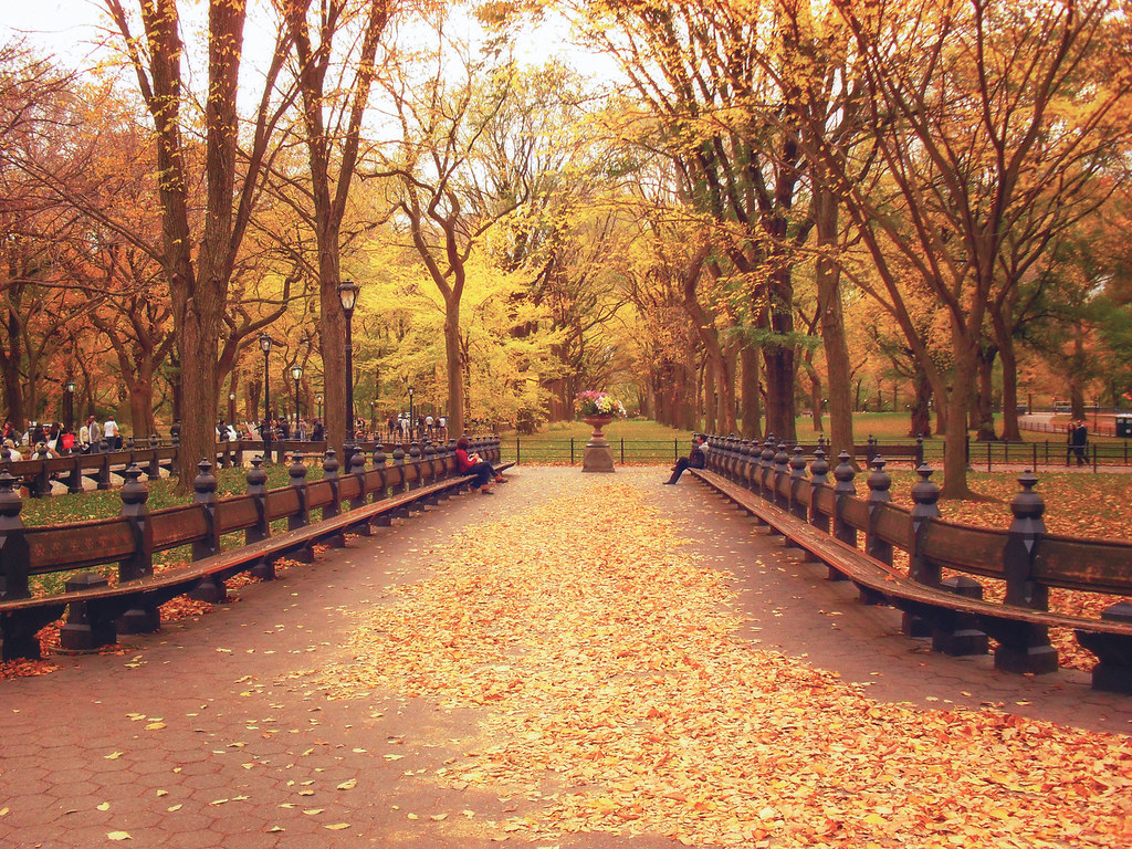 Autumn Leaves Central Park New York City Autumn Cent… Flickr
