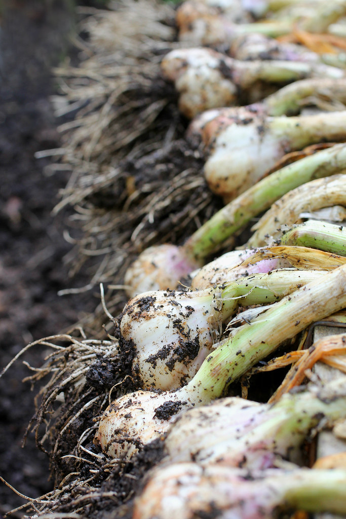 Garlic Drying After harvesting garlic, I drape them over t… Flickr