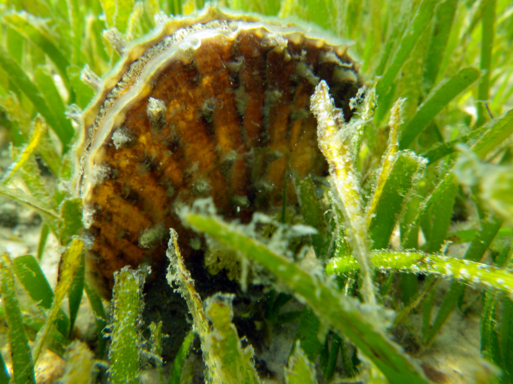 Scallop Underwater Photo Alicia Wellman/FWC Florida Fish and