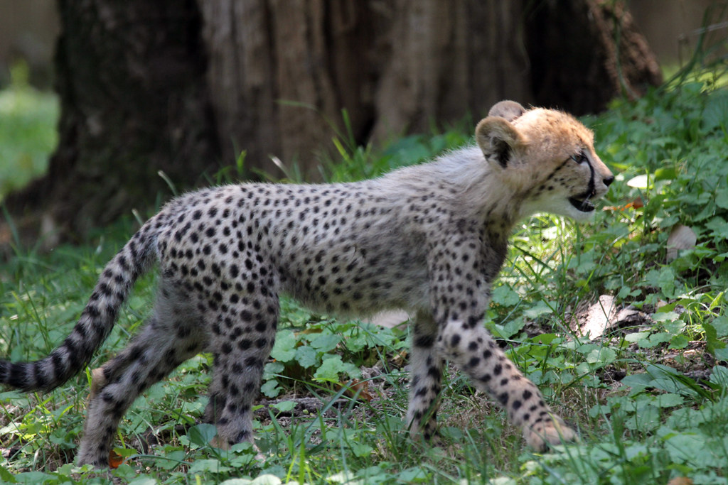 Smithsonian National Zoo Cheetah Cubs Thurs 2 Aug 2012 (36… Flickr