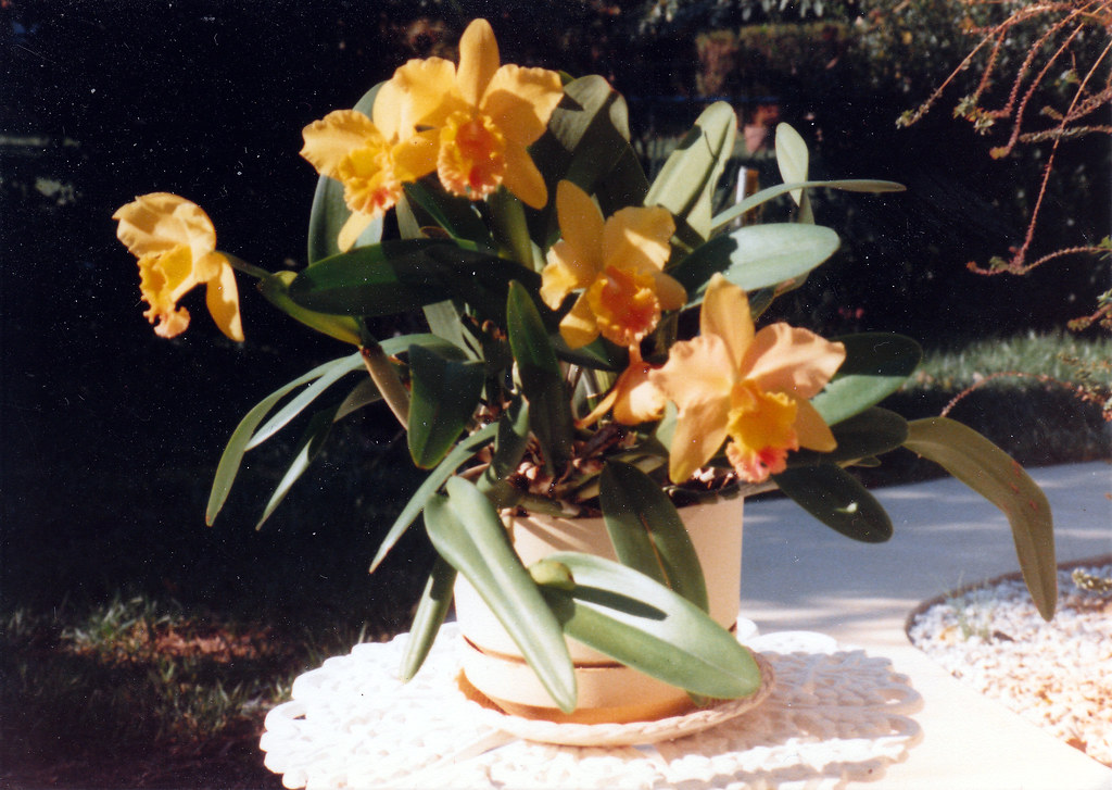 1988 Ronny's Flowers Alexandria VA, September 1988 Flickr