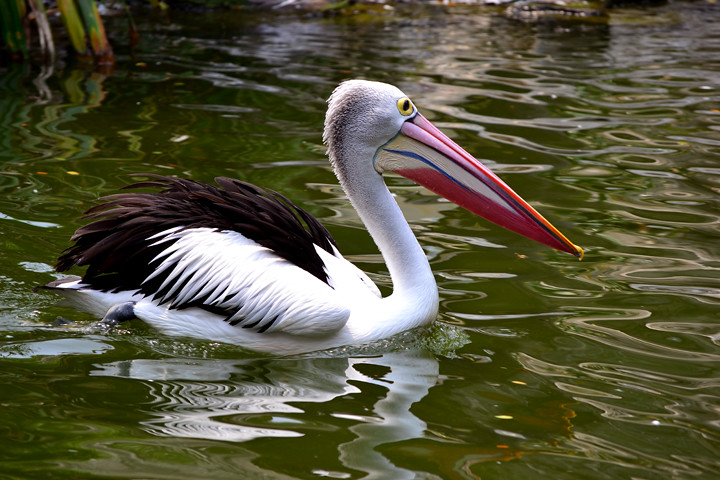 Burung Pelikan | Taman Margasatwa Ragunan, Jakarta, Indonesi… | Flickr 480_X_720_jpg