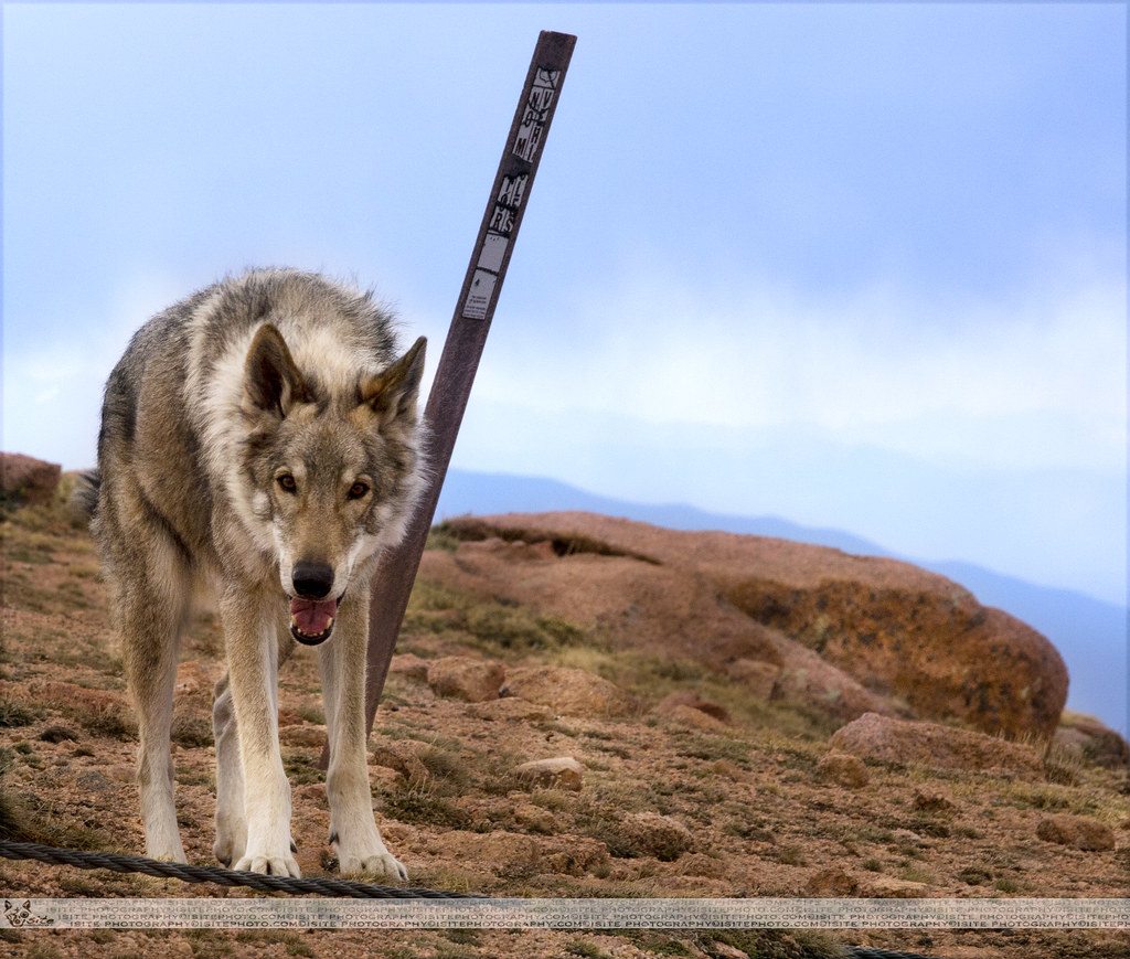Elevation of Spring Valley Dr, Divide, CO, USA Topographic Map