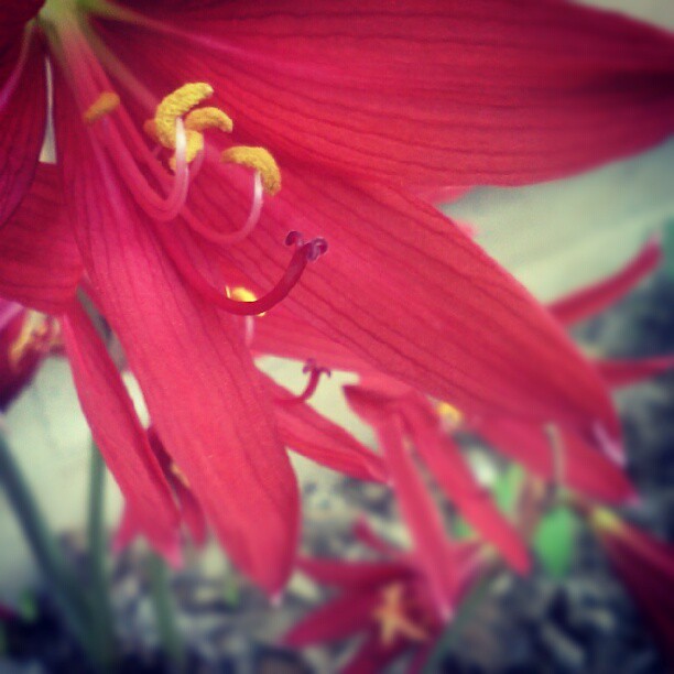 The only flowers around here right now. So pretty! Flickr