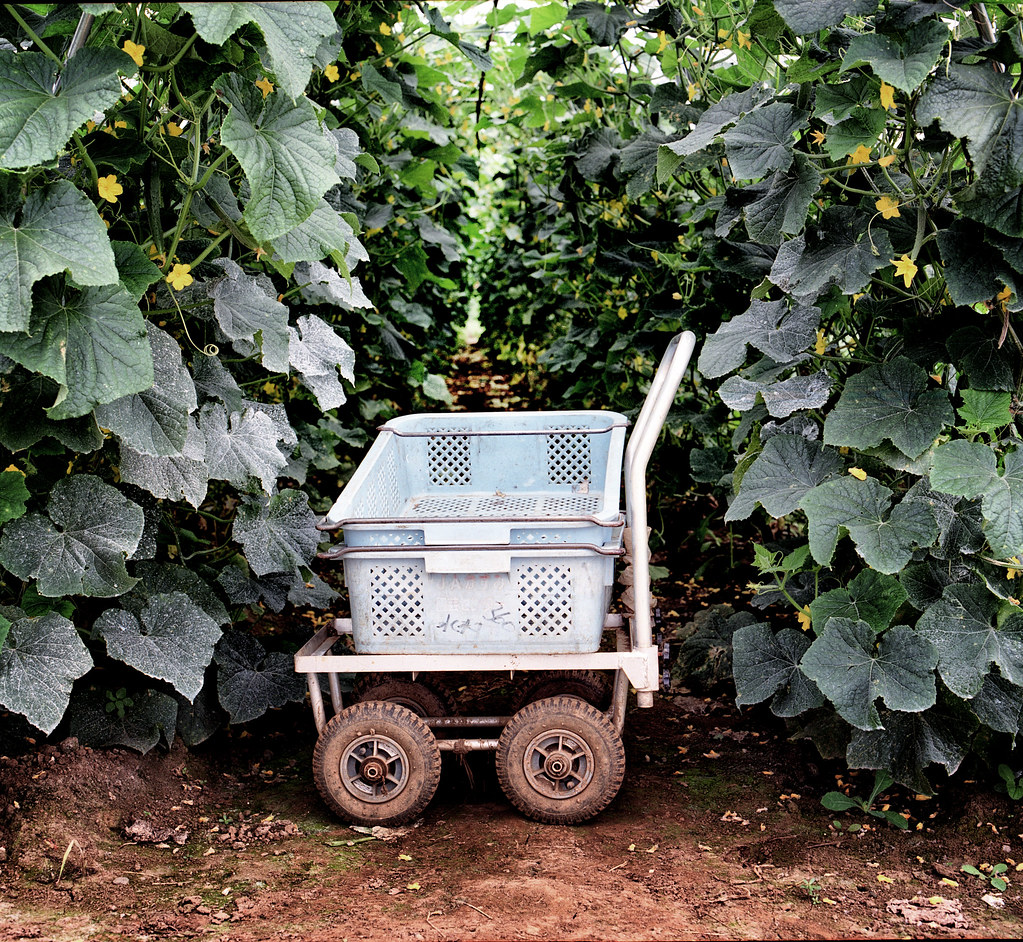 Vegetable Cart At the end of each row of vegetables the fa… Flickr