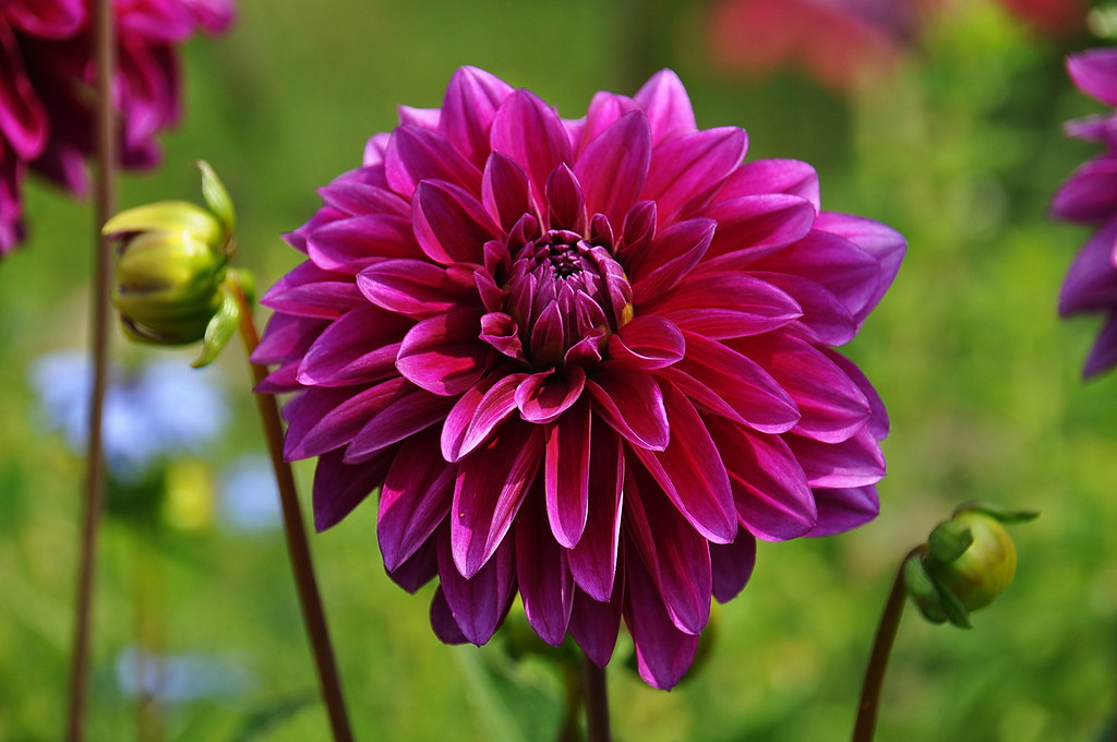Lovely dahlia Michigan Street Community Garden, Michigan S… Flickr