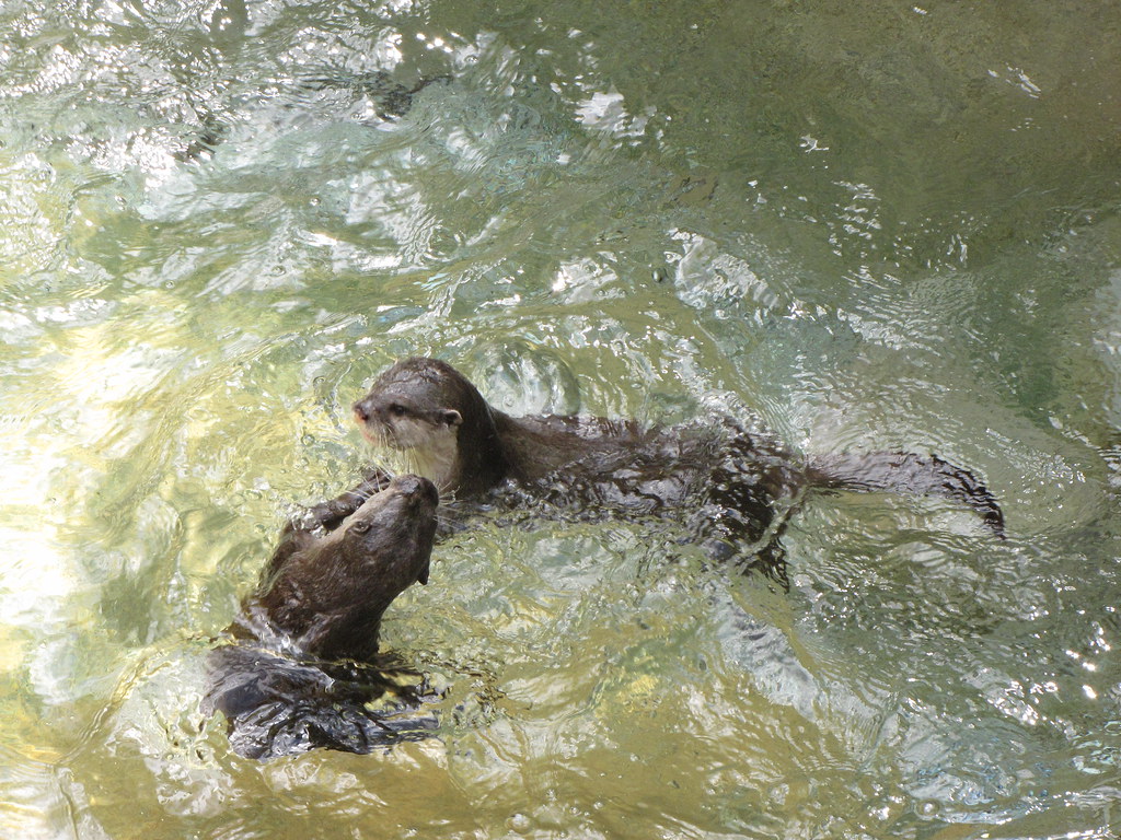Columbus Zoo Company Picnic 81812 333 foodbyfax Flickr