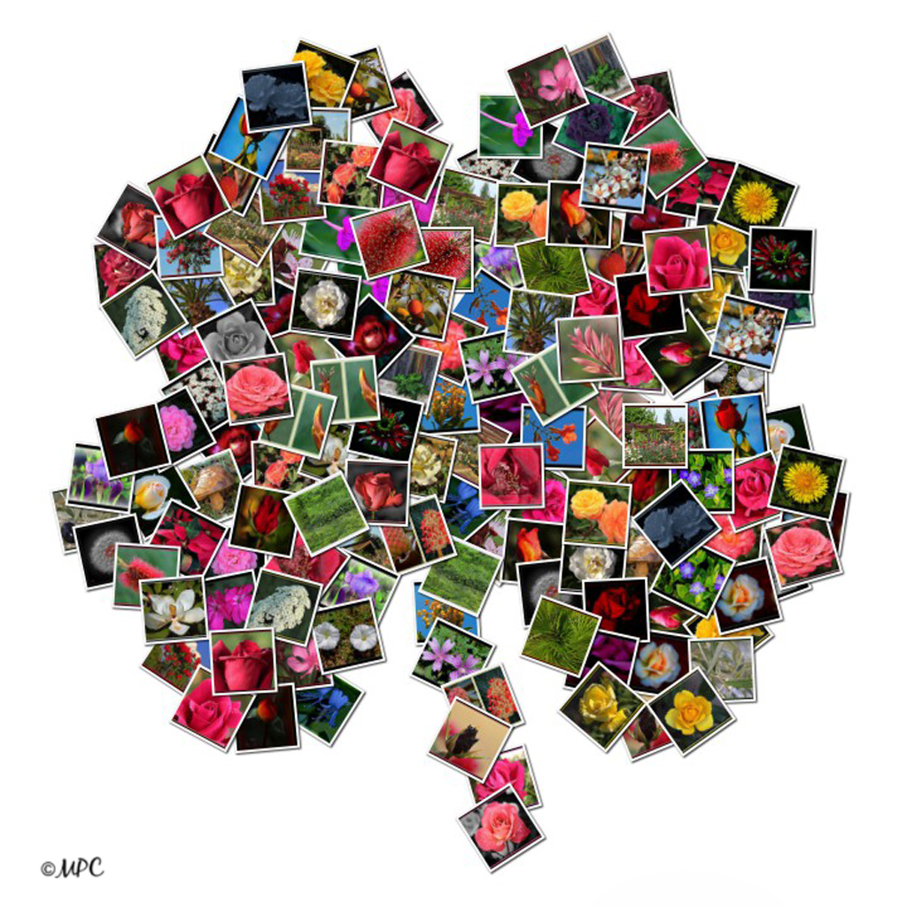 SUERTE, AMIGS !!! ♪♫♪ flowers love joel fajerman♪♫♪… Flickr