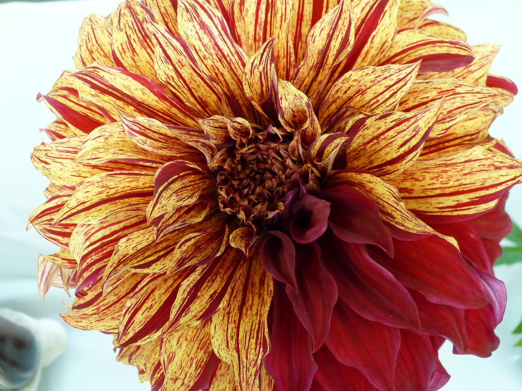 Dahlia014 San Francisco Dahlias form the Dahlia Society E… Flickr