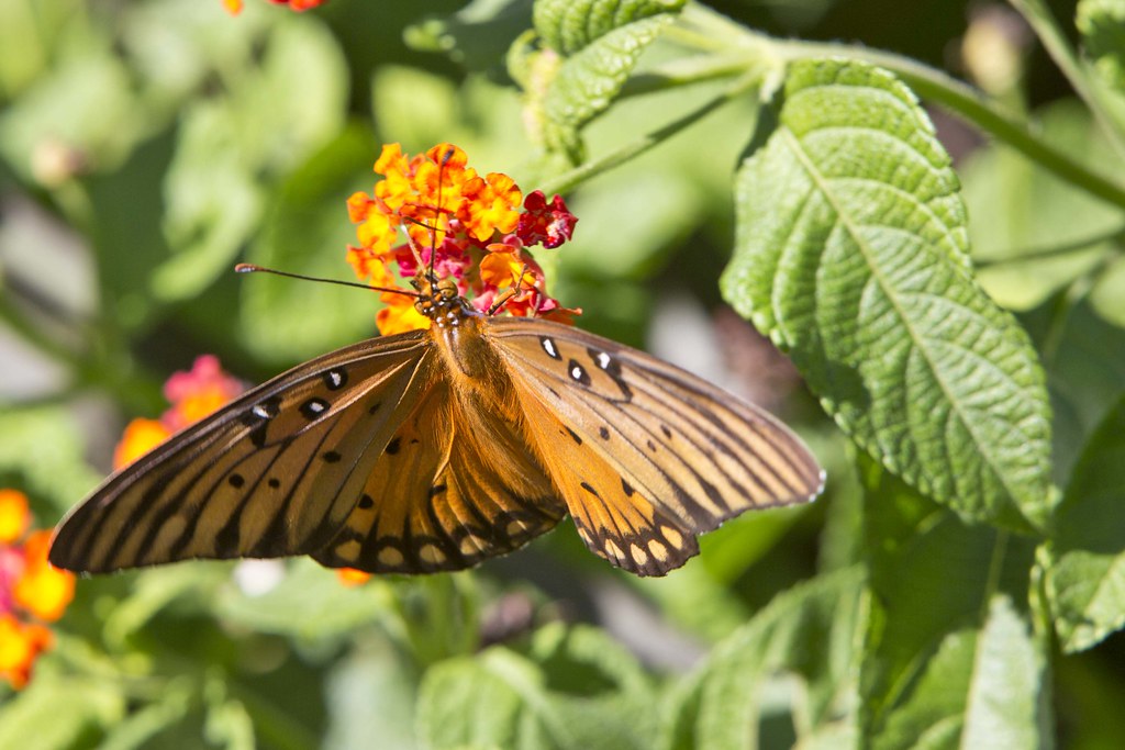 Butterfly at Dallas Botanical Gardens Photo taken at The D… Flickr