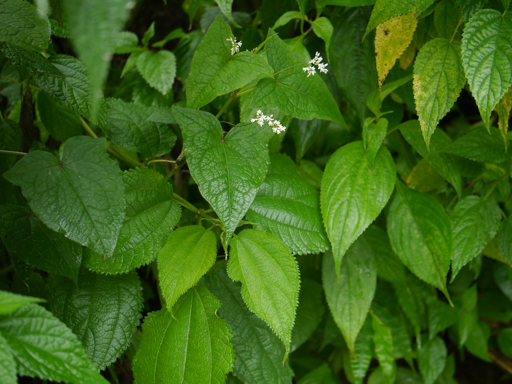 Perennial buckwheat Polygonaceae (knotweed, smartweed, or … Flickr