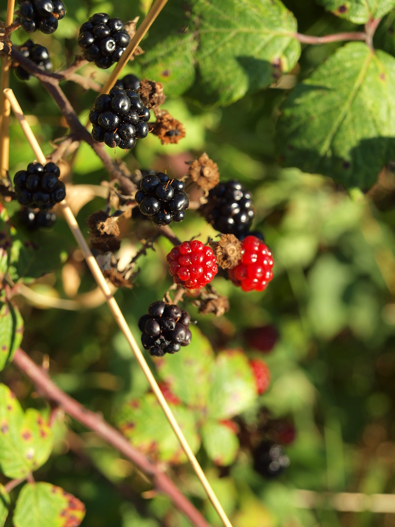 Blackberries Lower Halstow Kent [shared] Simon Bolton Flickr