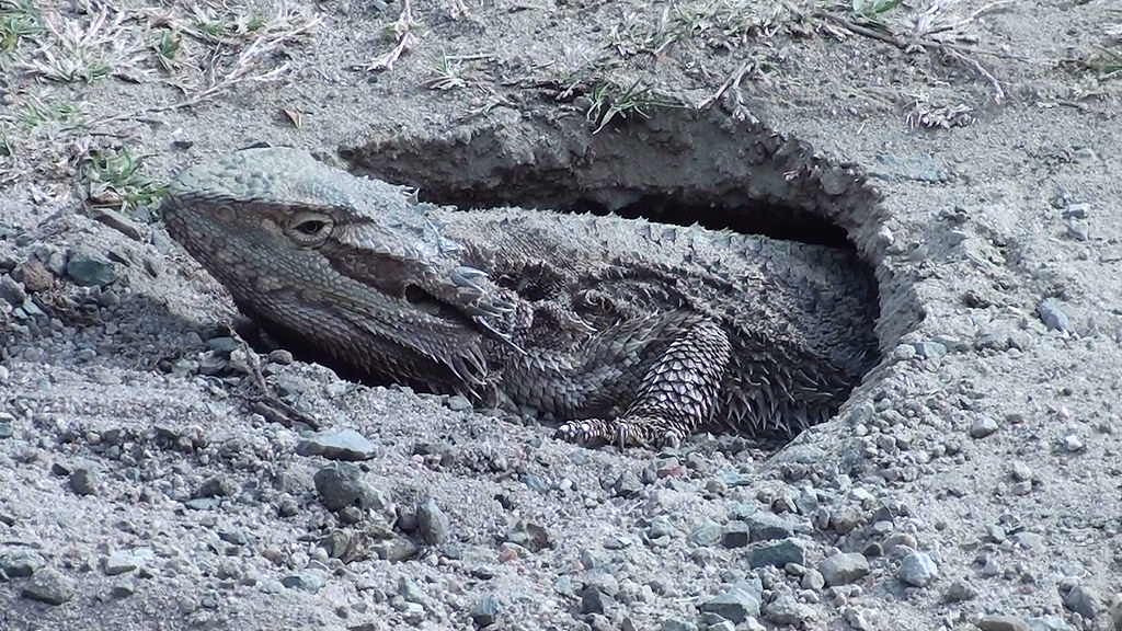 A bearded dragon lays eggs