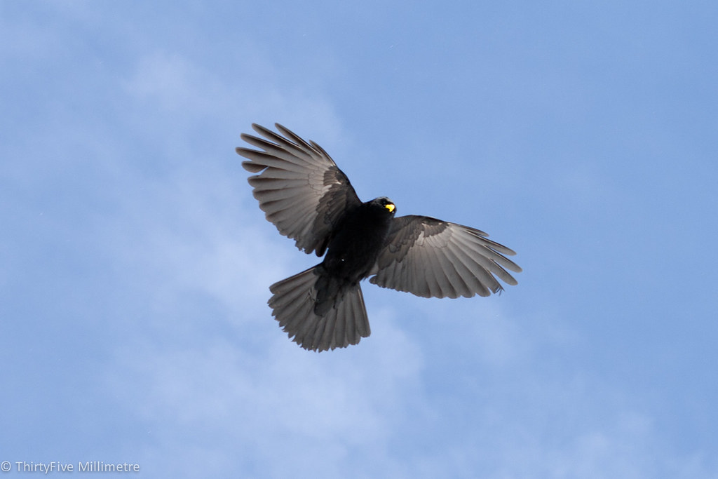 Bird In French Alps Bird of prey, hovering and ready to sw… Paul