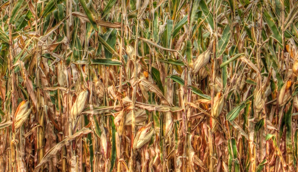 Elevation of Viking HIlls, Rochester, MN, USA Topographic Map