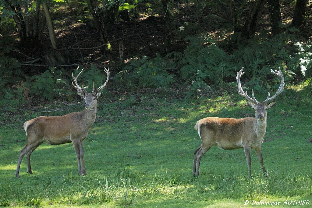 Cerfs en Périgord Vert Dominique AUTHIER Flickr