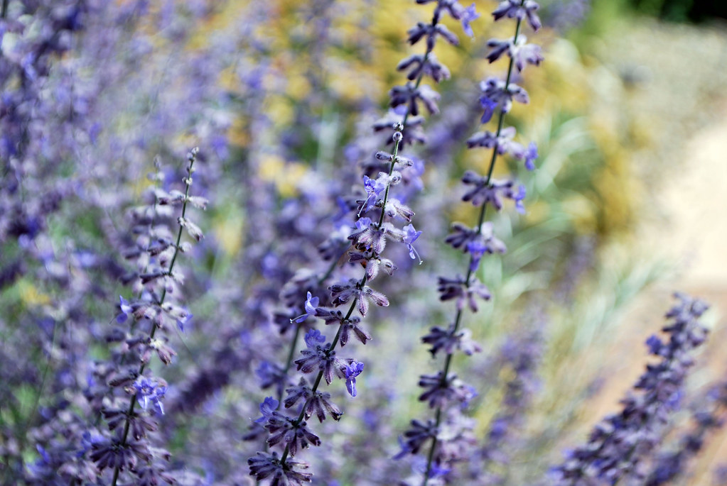Russian Sage Taos,New Mexico Lochaven Flickr