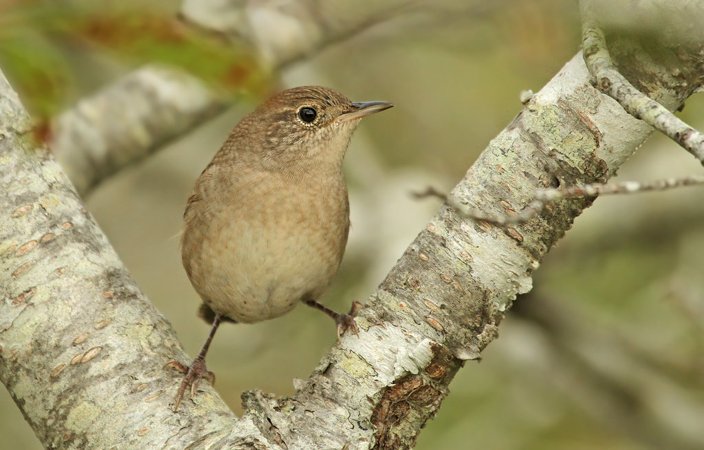 House Wren High Head Truro, Massachusetts September 9, 201… Ryan