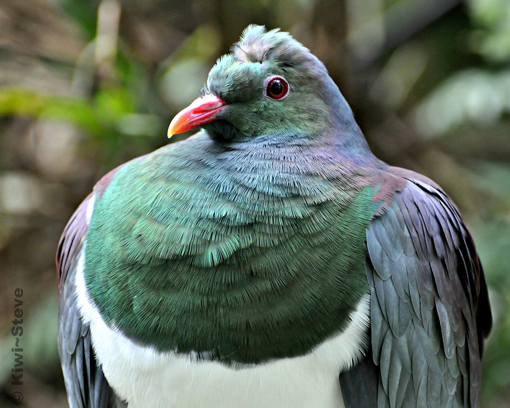 New Zealand Wood Pigeon Kereru. The New Zealand Wood Pig… Flickr