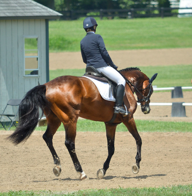 Flickriver Most interesting photos from Kentucky Horse Park Group pool