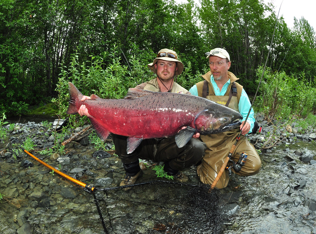Huge Salmon