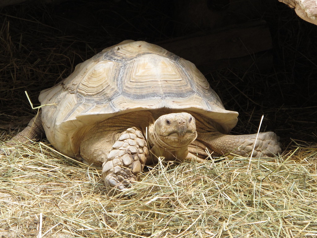 Tortue sillonnée (Geochelone sulcata) Cette espèce est
