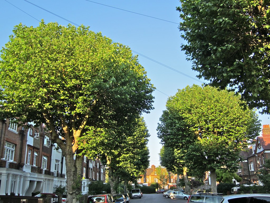 Trees on St. Margaret's Road, Brockley At the bottom of Tr… Flickr