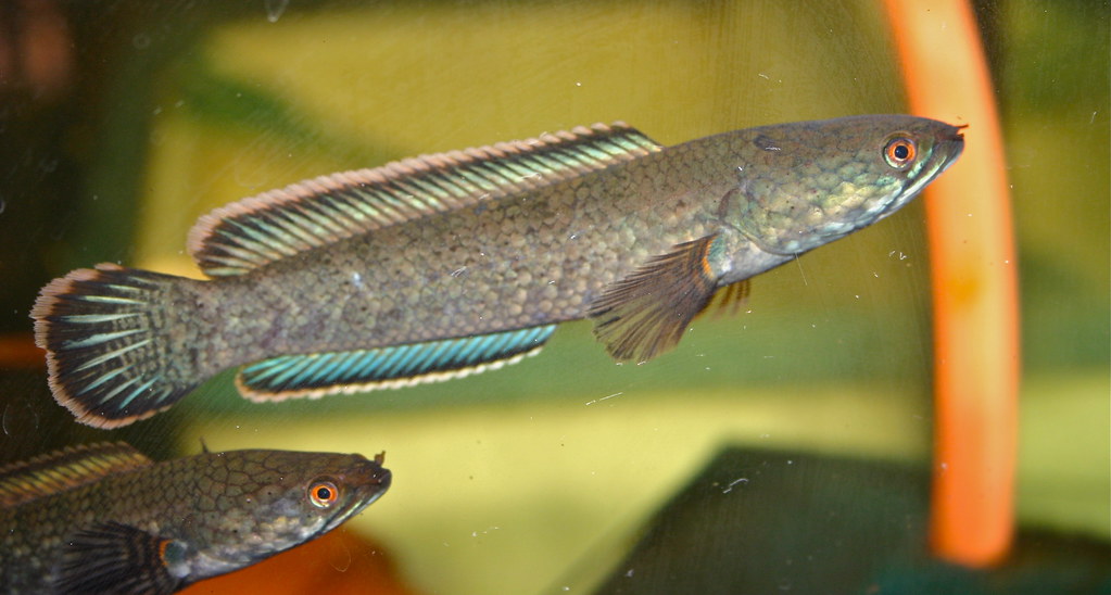 Channa Gachua Marulioides