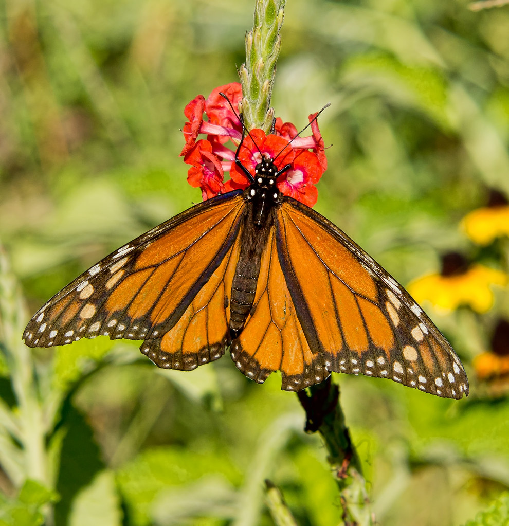 Monarch Butterfly Oklahoma City Zoo Butterfly Garden. Kool Cats