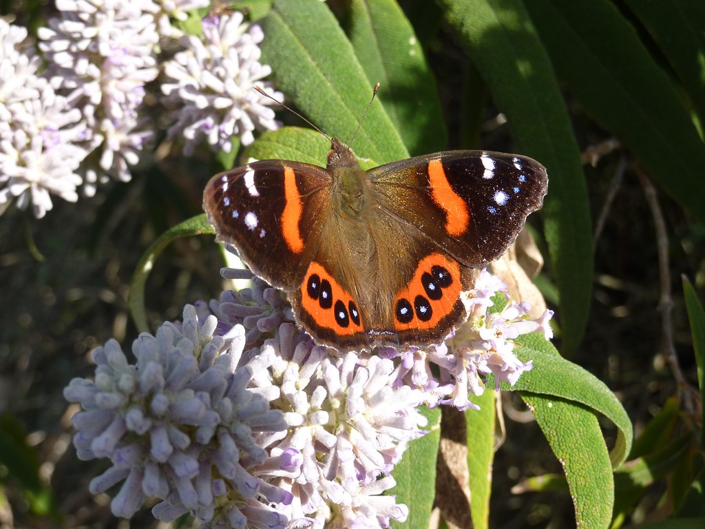 red admiral Once of seven red admiral butterflies on a Bud… Flickr