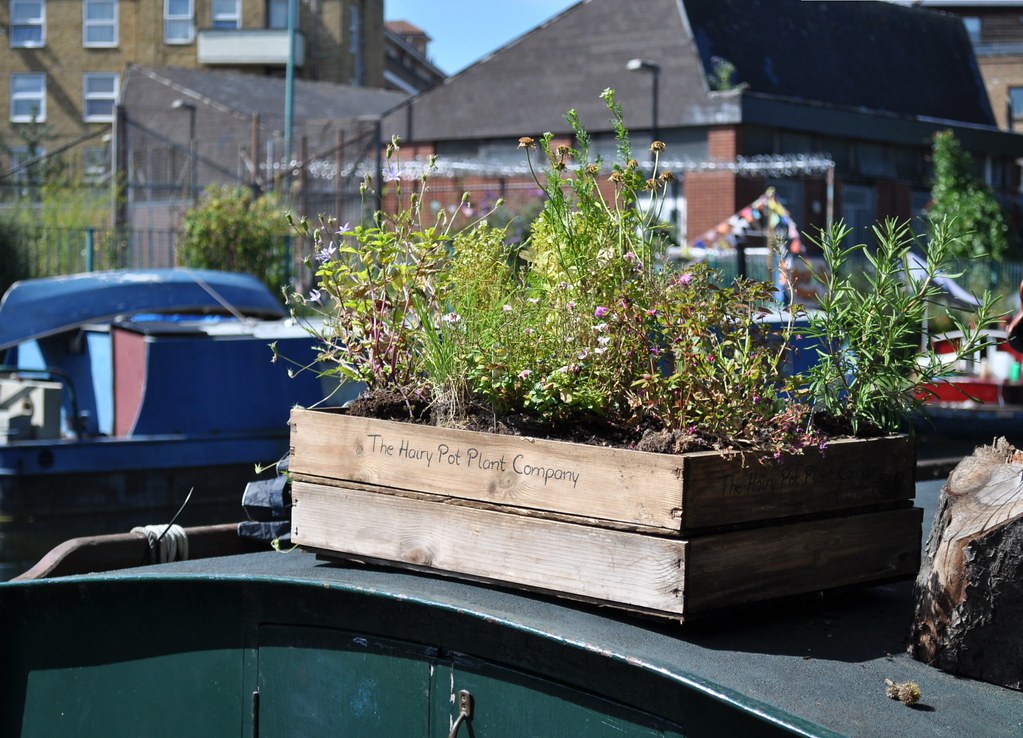 The hairy pot plant company London Little Lynx Flickr