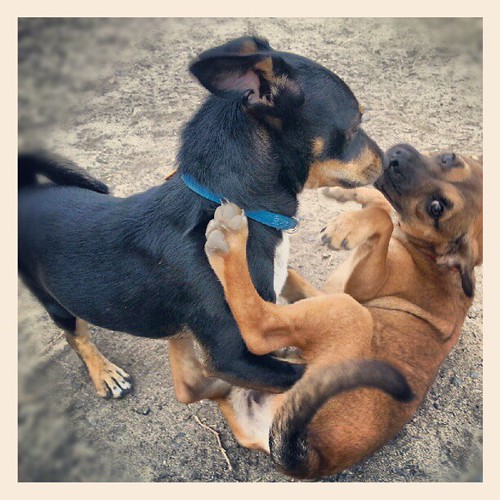 Playtime the Dog Park! puppylove poochies redondo so… Flickr