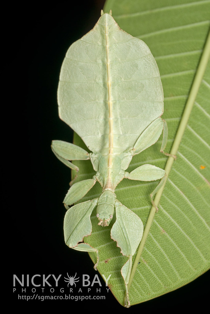 Gray's Leaf Insect (Phyllium bioculatum) DSC_4926 Flickr