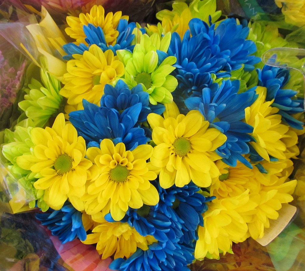 Yellow & Blue Flowers Steve Flickr