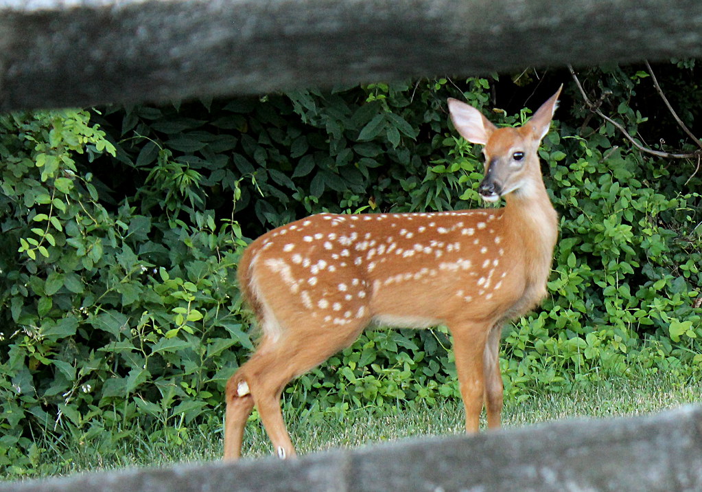 A cute little baby deer that was in the yard last evening… Flickr