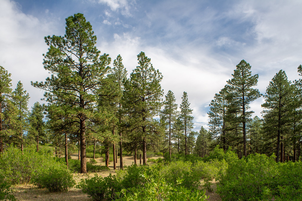Ponderosa Pine Woodland USA, Colorado, Montezuma County, S… Flickr