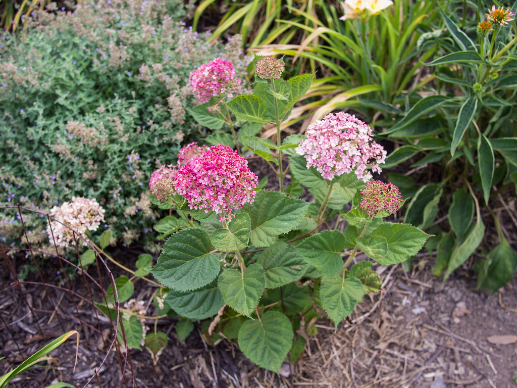 Hydrangea arborescens Incrediball® Blush 'NCHA4' , 2018 ph… Flickr