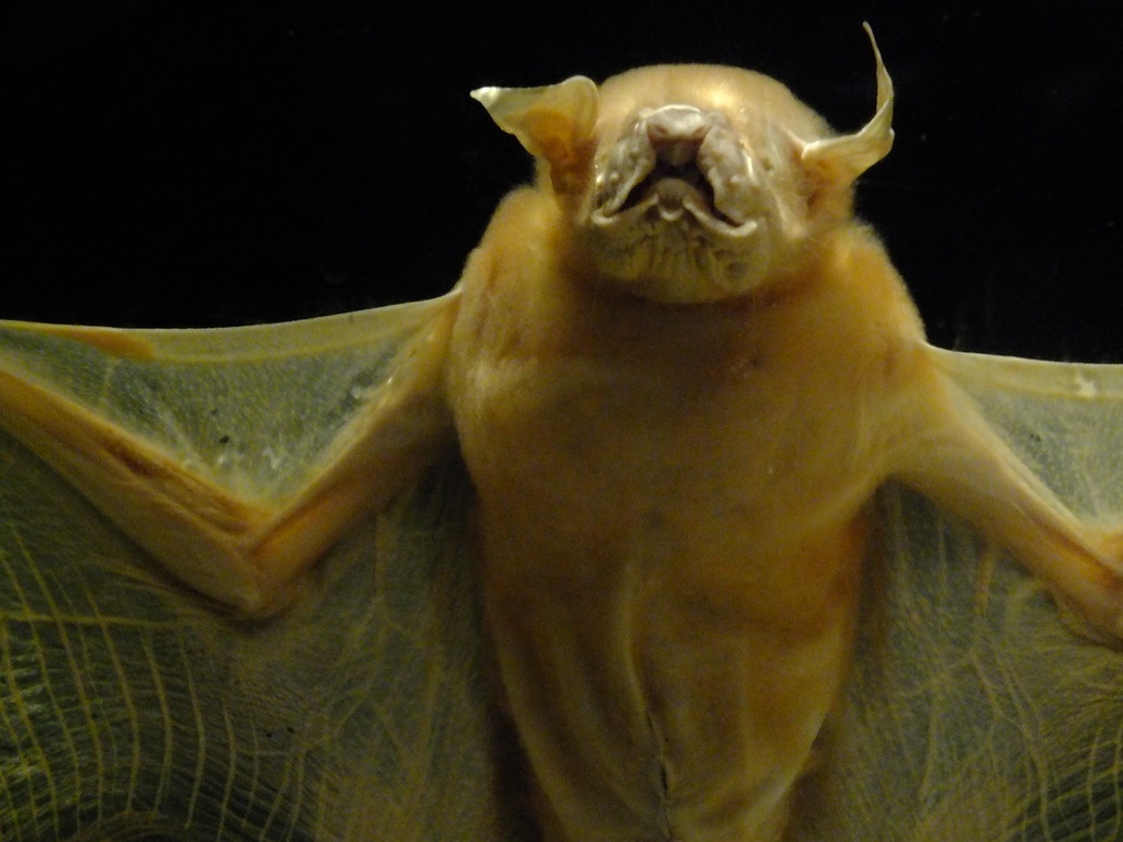 Greater Bulldog Bat Noctilio leporinus mastivus Part of 'W… Flickr