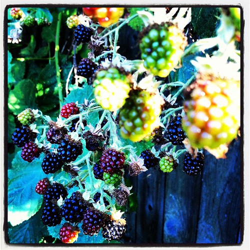 Discovered that the three huge bushes next to our deck are… Flickr