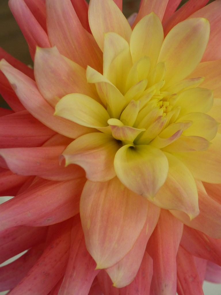 Dahlia003 San Francisco Dahlias form the Dahlia Society E… Flickr