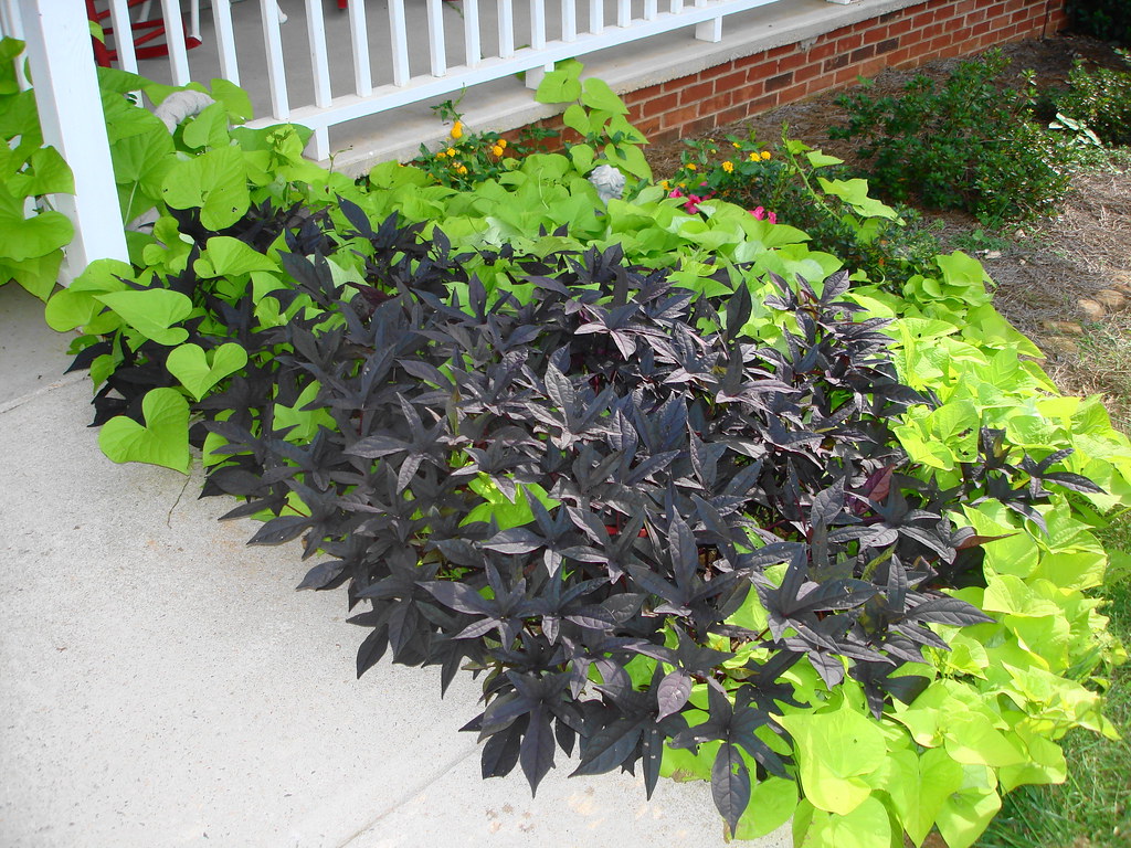 Granite Falls GC, Granite Falls, NC Margarita and blackie … Flickr