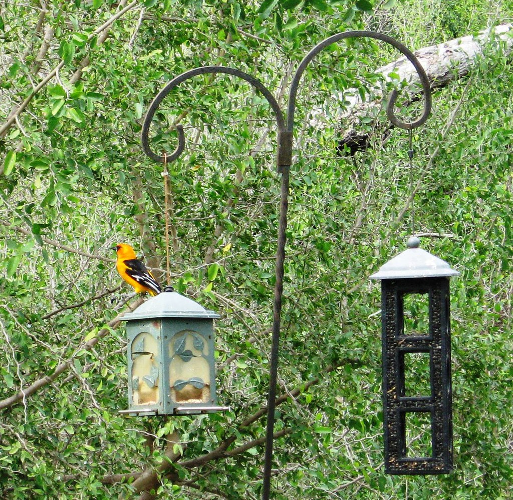 IMG_5606E Altamira Oriole at Salineno Birding Area in Tex… Ellen