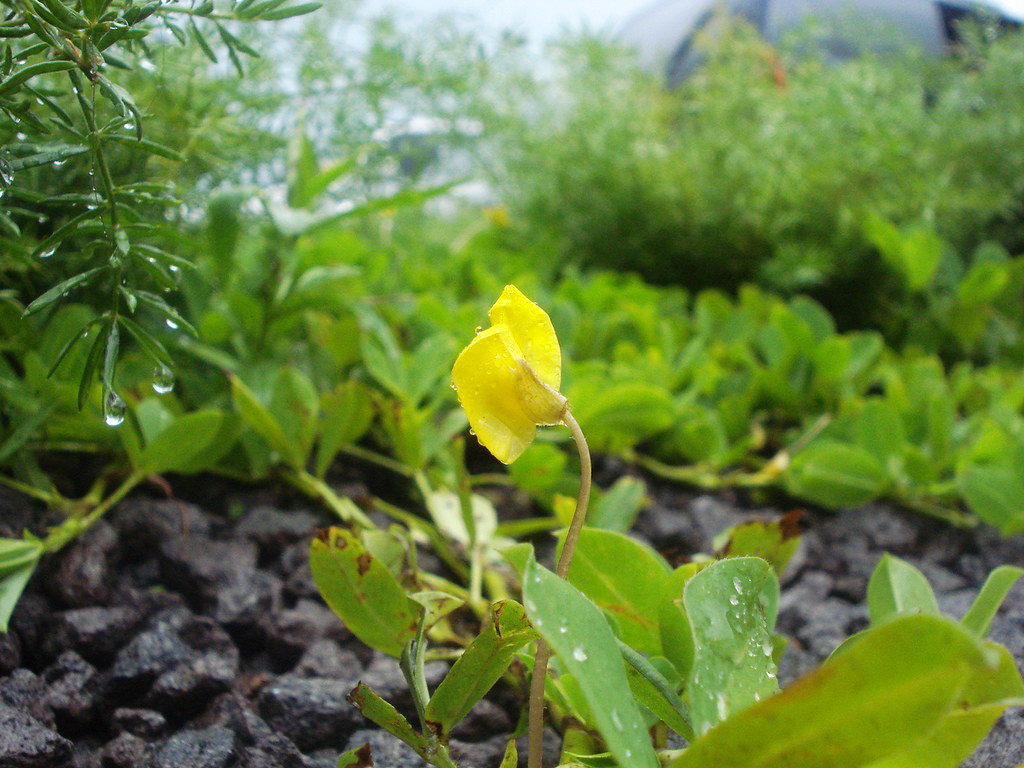 DSC04400 FRANZ RODRIGUEZ. Flickr