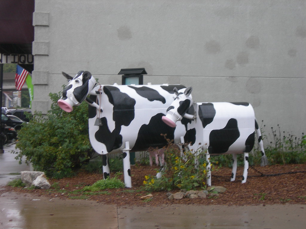 A Cow Family Columbus Junction, Iowa Jimmy Emerson, DVM Flickr