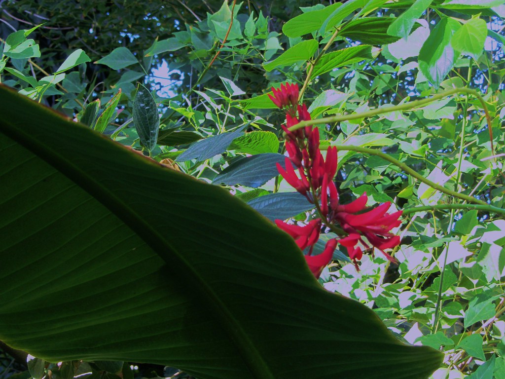 Erythrina x bidwillii Coral Bean Tree Photos taken in th… Flickr