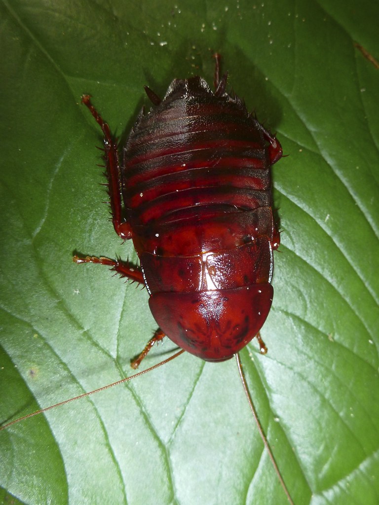 Eurycotis floridana Florida Woods Cockroach home south… Flickr