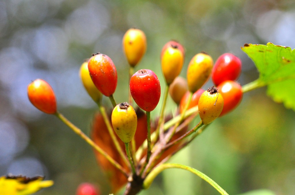 Parsley Hawthorn tree (Crataegus marshallii) berries 0417 Flickr